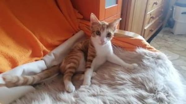 Chilli & Pimenton  Zwei rote Jungkater