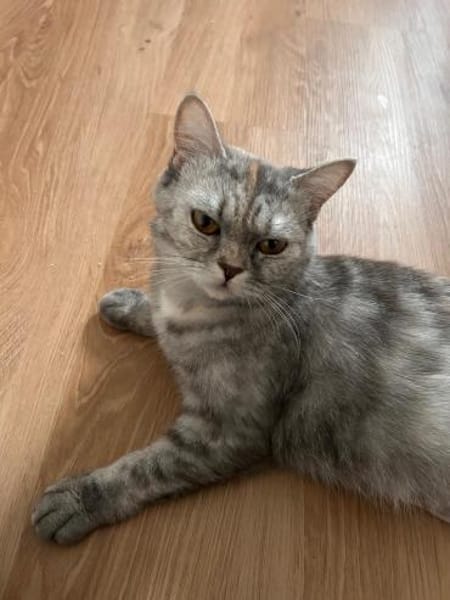 Schnecke Selbstbewusste Britisch Kurzh