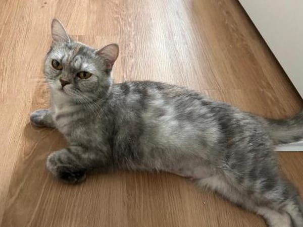 Schnecke Selbstbewusste Britisch Kurzh