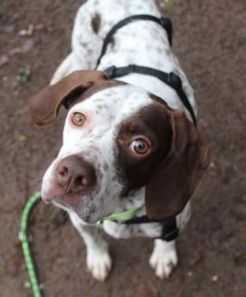 Acira, geb. ca. 04/2023, 67735 Mehlbach