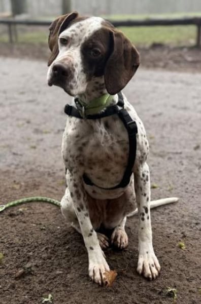 Acira, geb. ca. 04/2023, 67735 Mehlbach