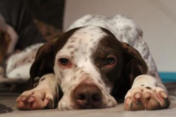 Acira, geb. ca. 04/2023, 67735 Mehlbach