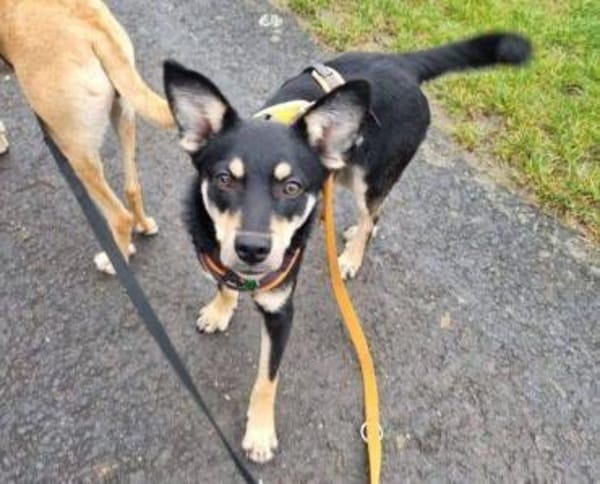 Kleine MIA sucht Zuhause