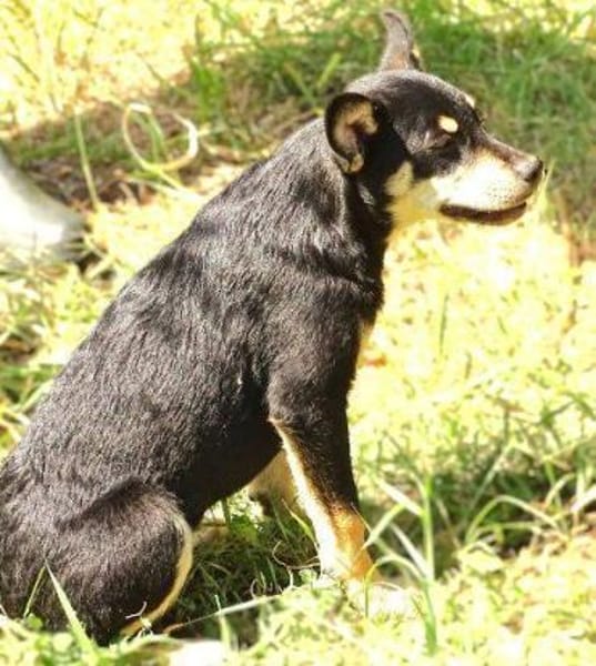 Kleine MIA sucht Zuhause