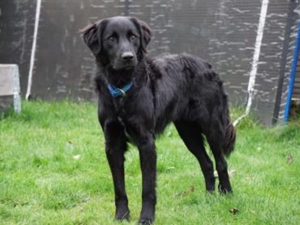 Berto sucht sein Glück