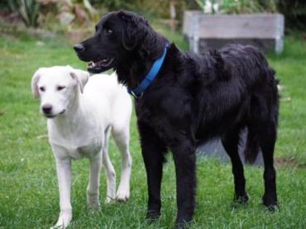 Berto sucht sein Glück