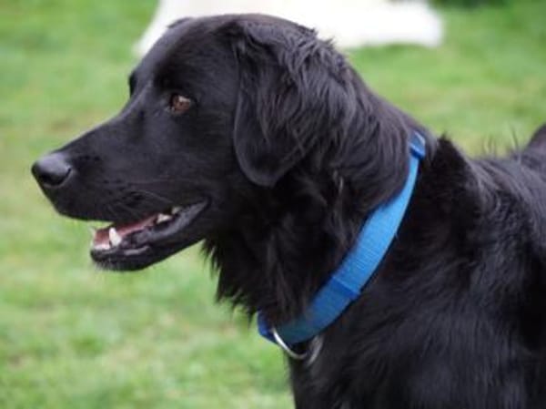 Berto sucht sein Glück