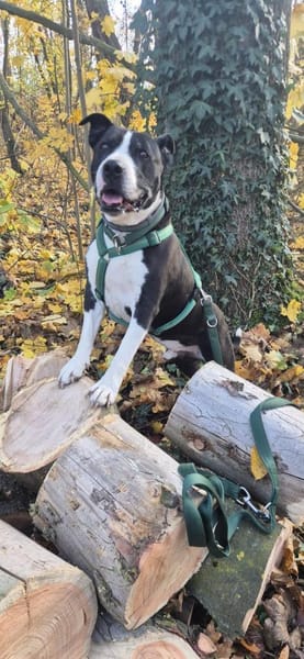 Pauli sucht ein neues Zuhause 🏡