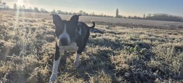 Pauli sucht ein neues Zuhause 🏡