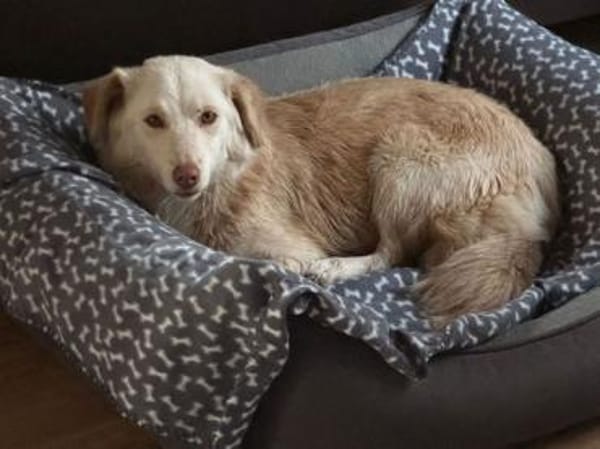 Fabricia ist eine Seele von Hund!