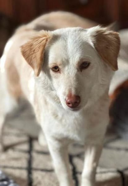 Fabricia ist eine Seele von Hund!