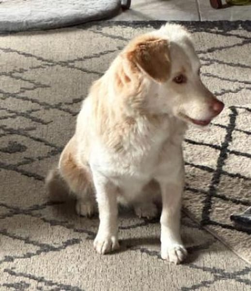 Fabricia ist eine Seele von Hund!