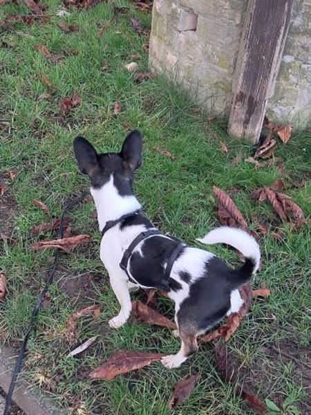 Paul, süßer Chihuahua Junghund