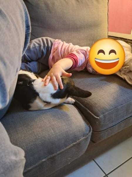 Paul, süßer Chihuahua Junghund