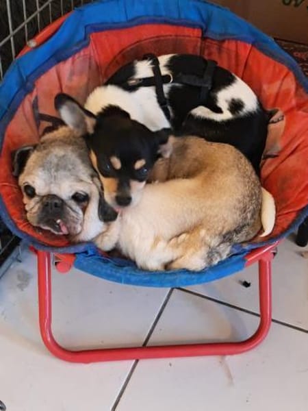 Paul, süßer Chihuahua Junghund