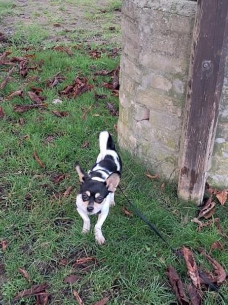 Paul, süßer Chihuahua Junghund