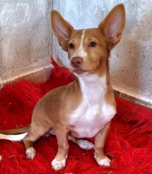 Piccolina - quirliges Hundemädel (Köln)