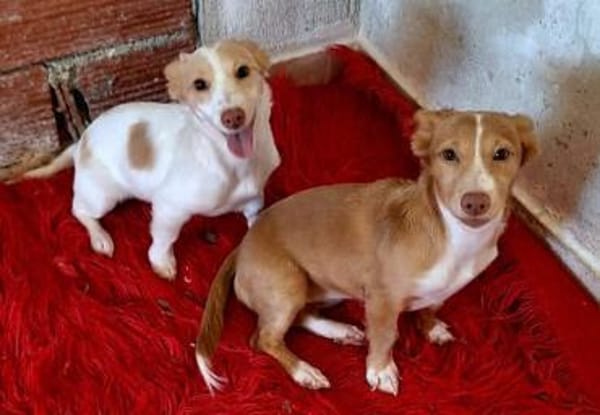 Piccolina - quirliges Hundemädel (Köln)