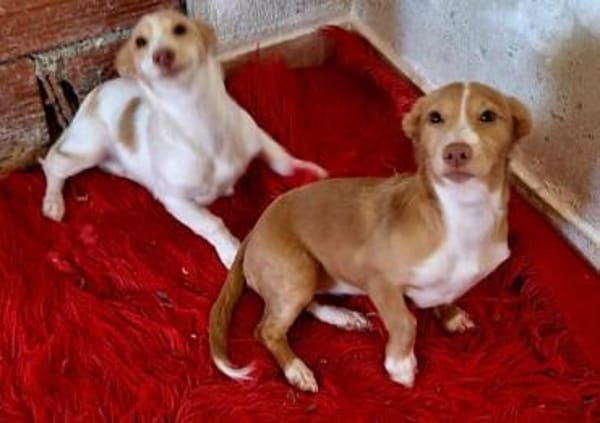 Piccolina - quirliges Hundemädel (Köln)