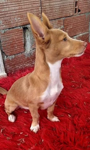 Piccolina - quirliges Hundemädel (Köln)