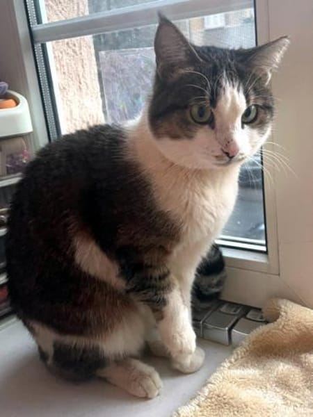 ANDROMACHE - freundliche Schmusekatze