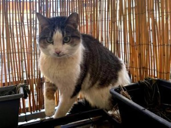 ANDROMACHE - freundliche Schmusekatze