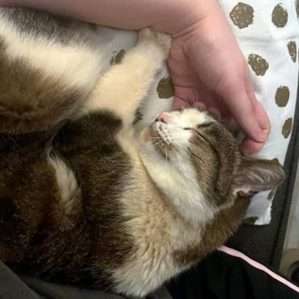 ANDROMACHE - freundliche Schmusekatze