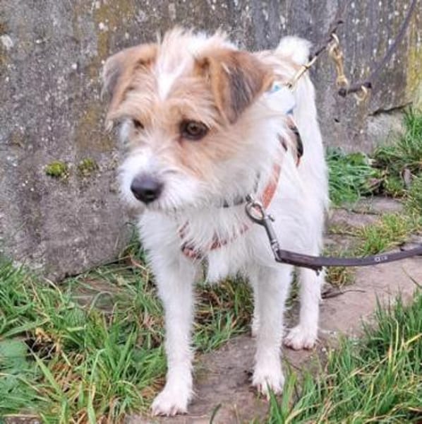 Aramis1 sucht ein Zuhause