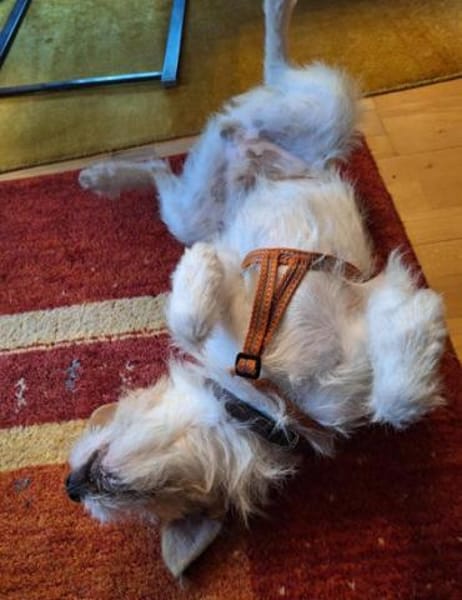 Aramis1 sucht ein Zuhause