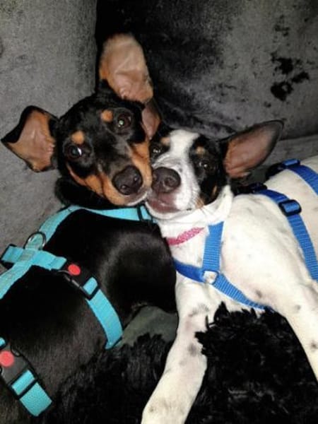 Hope2 sucht ein Zuhause