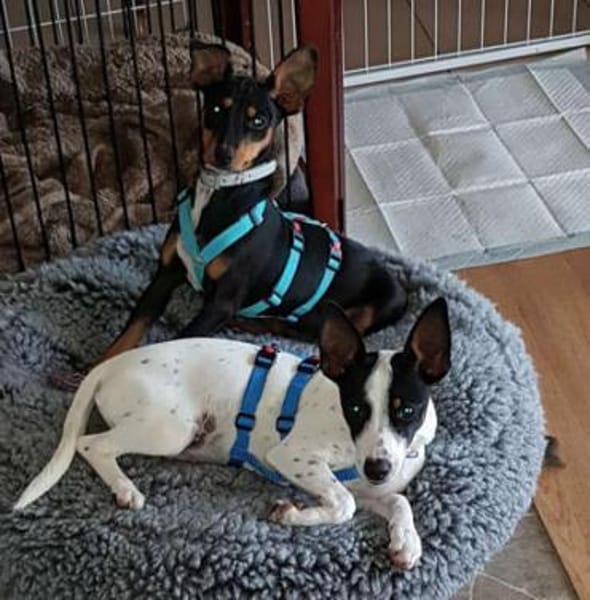 Hope2 sucht ein Zuhause