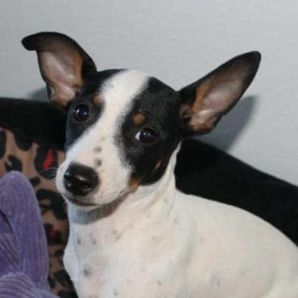 Hope2 sucht ein Zuhause