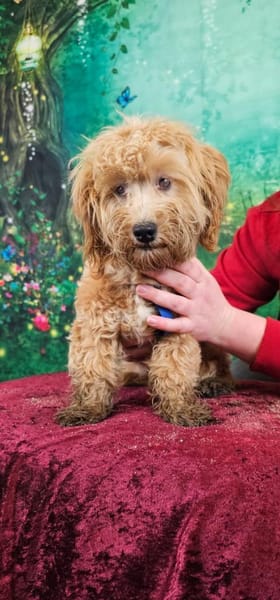 Bogyo. Maltipoowelpe mit Handicap