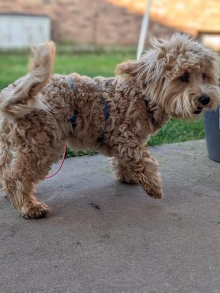 Bogyo. Maltipoowelpe mit Handicap