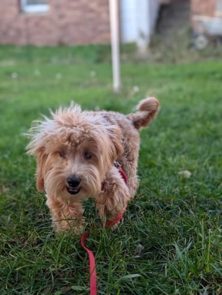 Bogyo. Maltipoowelpe mit Handicap