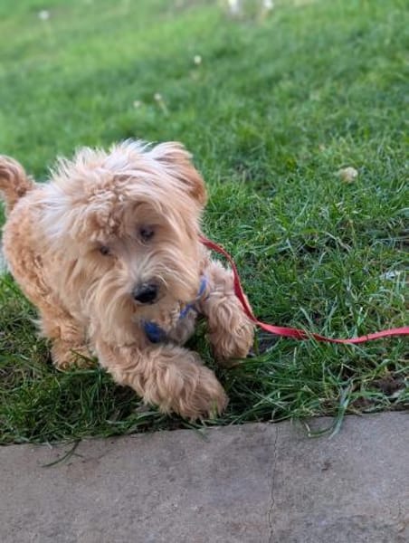 Bogyo. Maltipoowelpe mit Handicap