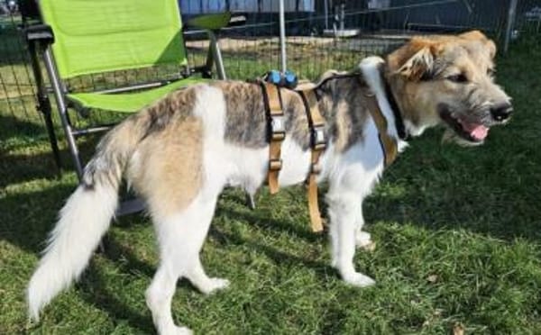 Wuscheliges Hundemädchen Paula