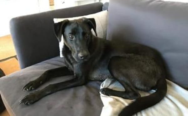 Der süße Limba möchte dich kennen lernen