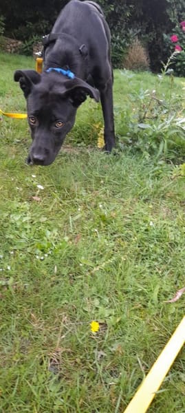 Nova sucht ihr zu Huase für immer