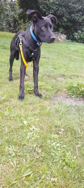 Nova sucht ihr zu Huase für immer