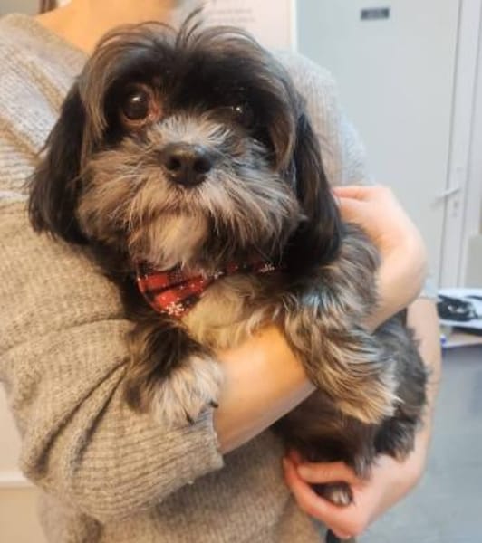 Mushu, sensibler Hundemann sucht Familie