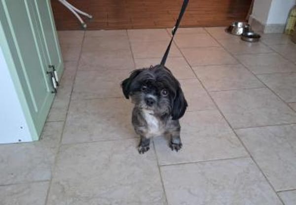 Mushu, sensibler Hundemann sucht Familie