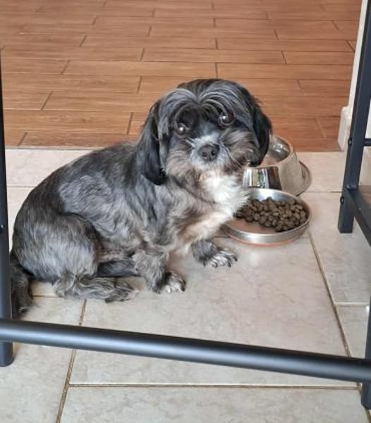 Mushu, sensibler Hundemann sucht Familie