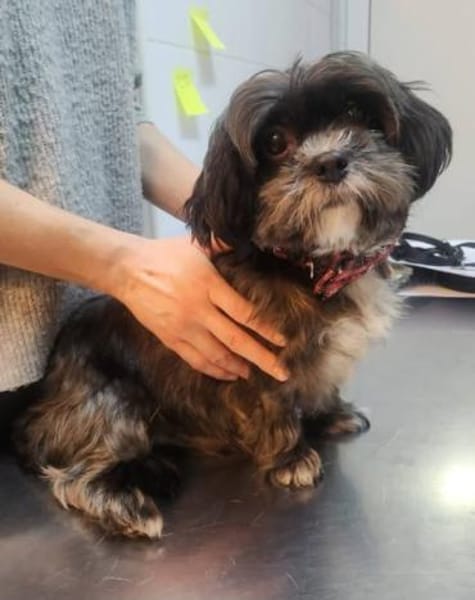 Mushu, sensibler Hundemann sucht Familie