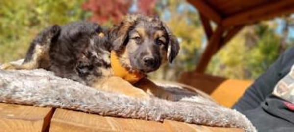 Arvid, schüchterner Hundebub, ca. 3 Mona