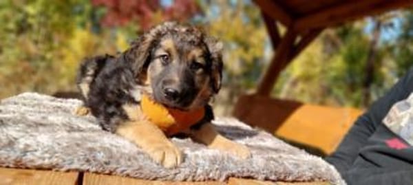 Arvid, schüchterner Hundebub, ca. 3 Mona