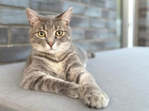 Cielo wünscht sich liebe Menschen