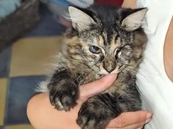 Sehbehinderte Kiraz sucht ihre Familie