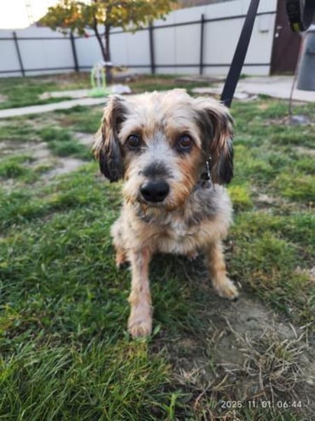 Charmanter Benji in 25436 Tornesch