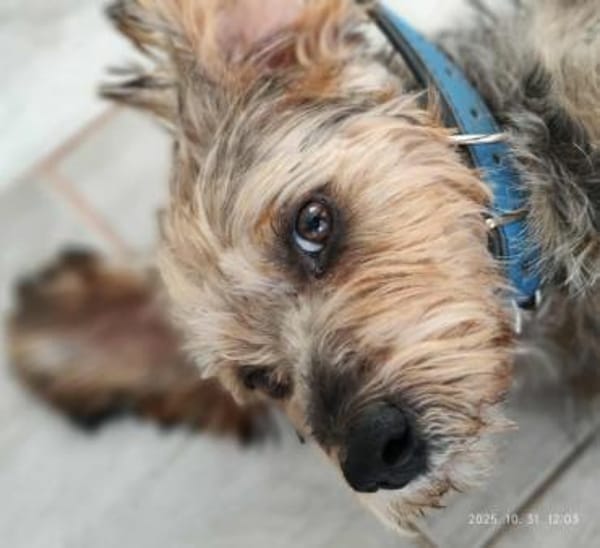 Charmanter Benji in 25436 Tornesch